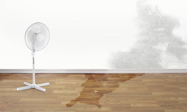 Best Basement water damage restoration  in Spring Hill, TN
