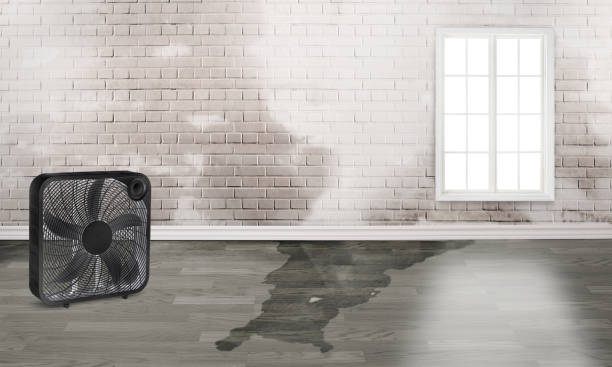Best Water damage cleanup near me  in Spring Hill, TN